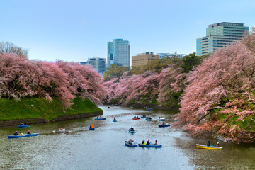 cherry blossom park