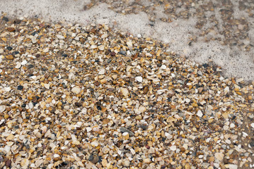 Conchas de mar en una playa con ola