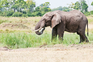 drinking african elephant - national park masai mara