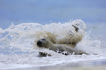 Seehund im Wellenbad