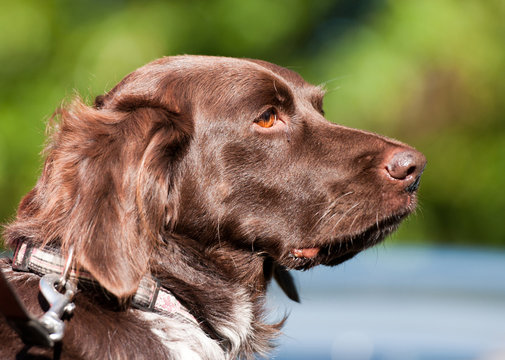 side view portrait of a brown huntdog