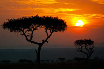 Naklejka na ściany i meble zachód słońca w Afryce - Park Narodowy Masai Mara w Kenii