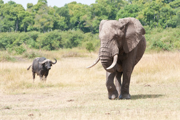 african elephant and cape buffalo in the savannah