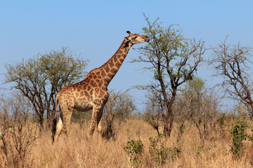 Giraffe