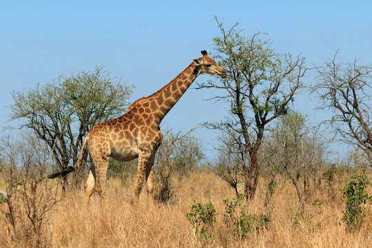 Fototapeta Giraffe