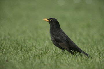 Blackbird, Turdus merula