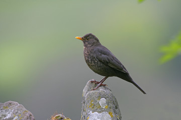 Blackbird, Turdus merula