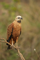 Black-collared hawk, Busarellus nigricollis