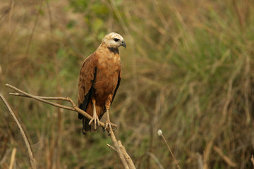 Black-collared hawk, Busarellus nigricollis