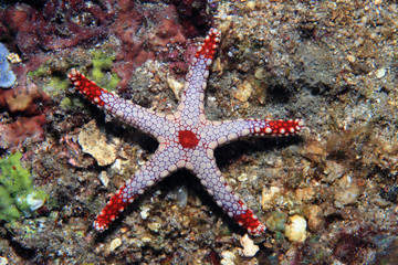 Necklace sea star