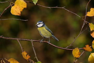 Blue tit, Parus caeruleus