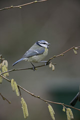 Blue tit, Parus caeruleus