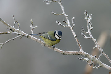 Blue tit, Parus caeruleus