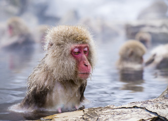 Snow Monkeys bathing in Hot Springs in Nagano, Japan
