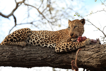 Leopard