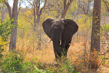 Elefant