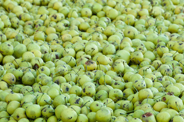 fruits on the floor prepared to make perry - pear texture