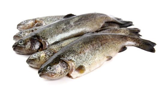 Five fresh rainbow trout on white background