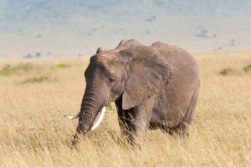 Naklejka na ściany i meble Słoń afrykański wypasu na sawannie w Kenii