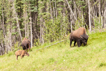 Wood buffalo herd Bison bison athabascae grazing