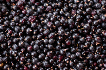 Fresh harvest Black Currants Rubus hudsonianum