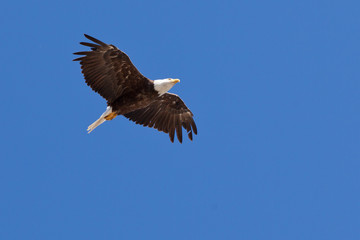 Soaring American Bald Eagle