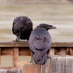 Obraz premium Two Common Ravens Corvus corax interacting