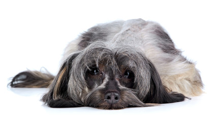 Decorative small doggie