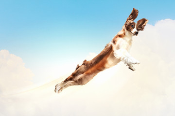 Basset hound flying between the clouds
