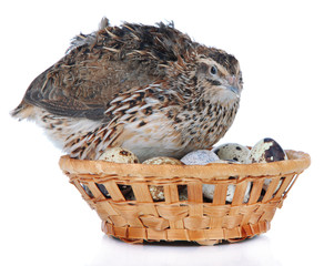 Young quail with eggs isolated on white