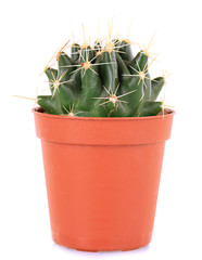 Cactus in flowerpot, isolated on white background