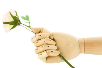 Rose in wooden hand isolated on white