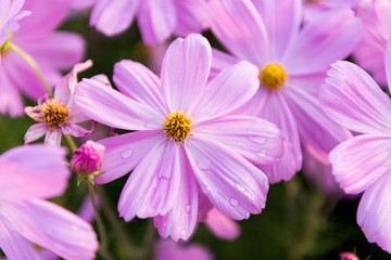 closeup pink cosmos flower garden
