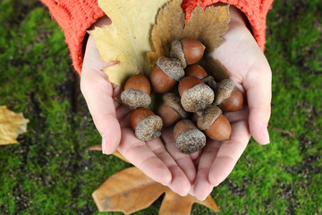 Man hands with acorns, on bright background
