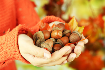Man hands with acorns, on bright background