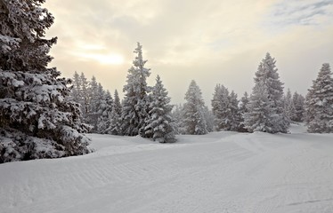 Naklejka premium Winter forest