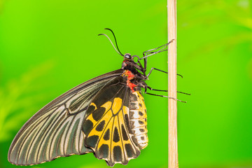 Common Birdwing butterfly