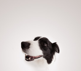 Cute border collie with copy space