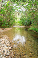 Obraz premium やんばるの清流（伊江川）