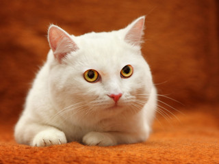 Naklejka na ściany i meble White cat with yellow eyes on carpet