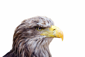 isolated Big Sea Eagle (Haliaeetus albicill) looking ahead