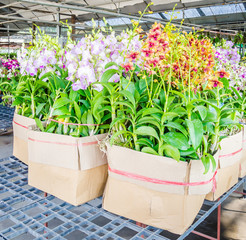 Orchid