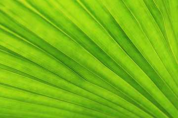 Lines and textures of Green Palm leaves