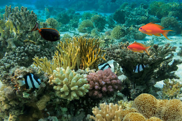 Fototapeta na wymiar Tropical Fish and Coral Reef