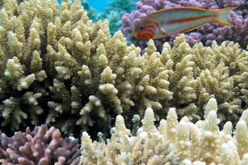 Fototapeta na wymiar hard coral