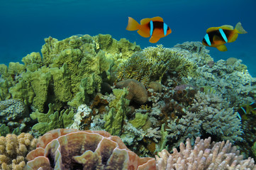 Fototapeta na wymiar Anemonefish na podwodne rafy koralowej