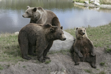 European brown bear, Ursus arctos