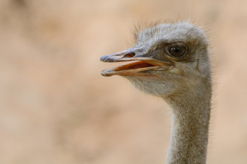 Closeup  mouth-head ostrich