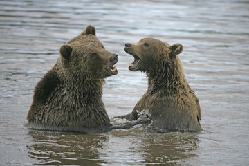 Obraz premium European brown bear, Ursus arctos
