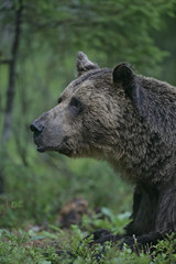European brown bear, Ursus arctos arctos
